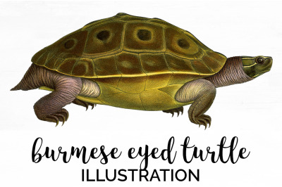 Turtle Clipart Vintage