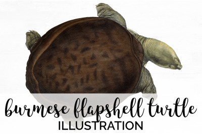 Turtle Clipart Vintage