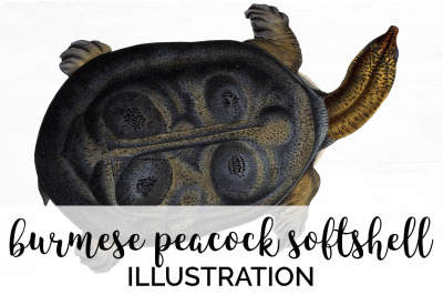 Turtle Clipart Vintage