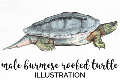 Turtle Clipart Vintage