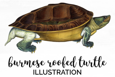 Turtle Clipart Vintage