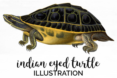 Turtle Clipart Vintage