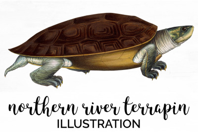 Turtle Clipart Vintage