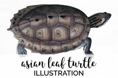 Turtle Clipart Vintage