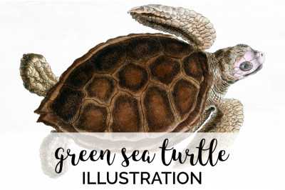 Sea Turtle Clipart Vintage