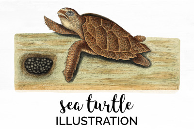 Sea Turtle Clipart Vintage