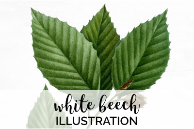 Beech Leaf Vintage Clipart