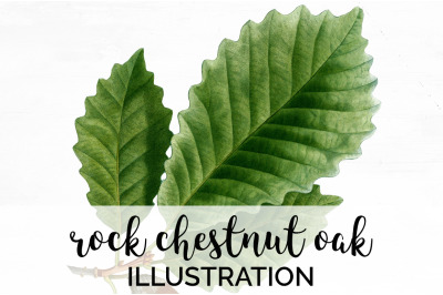 Oak Leaf Vintage Clipart