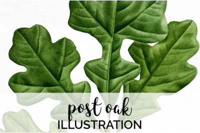 Oak Leaf Vintage Clipart