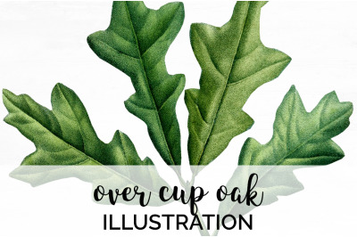 Oak Leaf Vintage Clipart