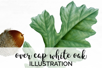 Oak Leaf Vintage Clipart