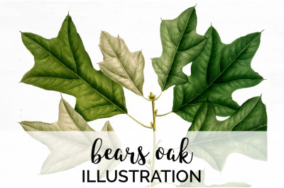 Oak Leaf Vintage Clipart