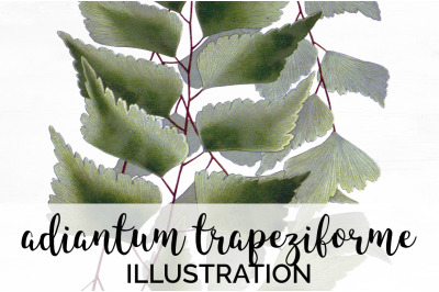 Leaf Vintage Clipart