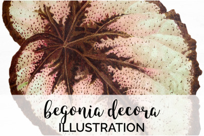 Begonia Leaf Vintage Clipart