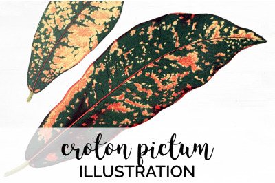 Leaf Vintage Clipart