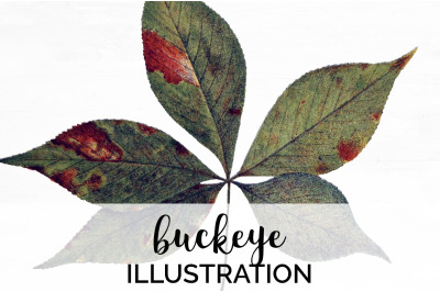 Buckeye Leaf Vintage Clipart