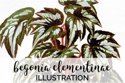 Begonia Leaf Vintage Clipart