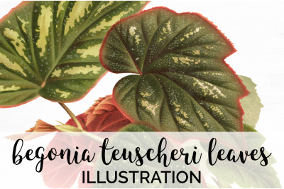 Begonia Leaf Vintage Clipart