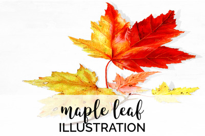 Maple Leaf Vintage Clipart