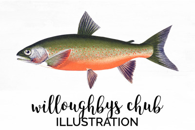 Fish Clipart