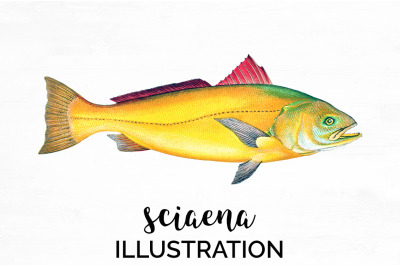 Fish Clipart