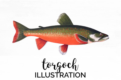 Fish Clipart