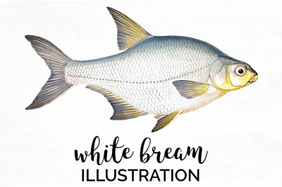 Fish Clipart