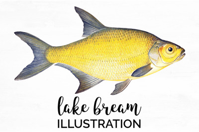 Fish Clipart