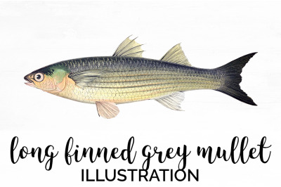 Fish Clipart