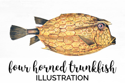 Fish Clipart