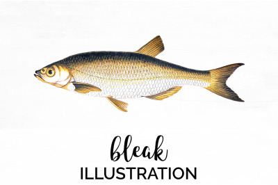 Fish Clipart