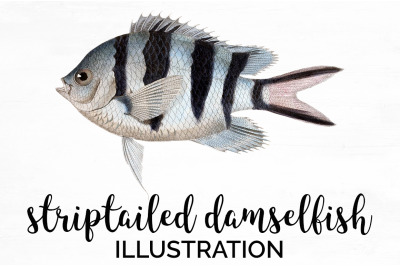 Fish Clipart