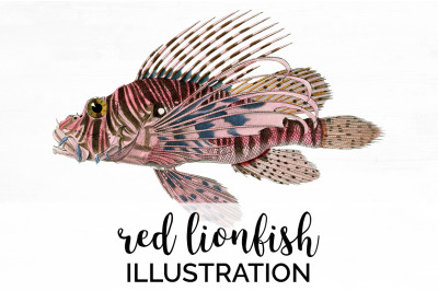 Lionfish Fish Clipart