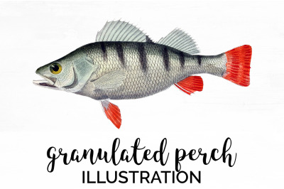 Perch Fish Clipart