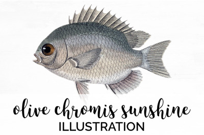 Fish Clipart