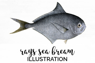 Fish Clipart