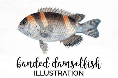 Fish Clipart