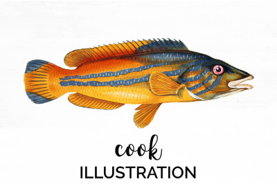 Fish Clipart