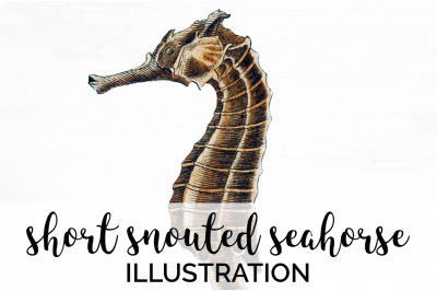 Seahorse Clipart