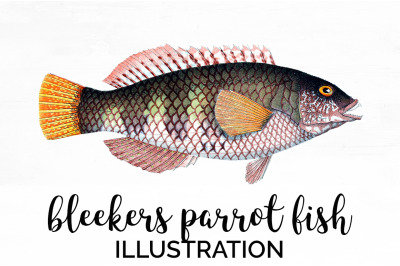 Parrot Fish Clipart