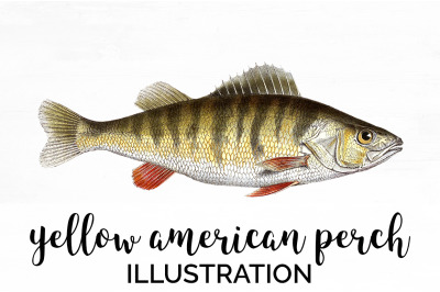 Perch Clipart Fish