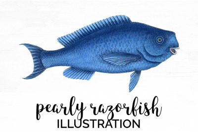 Fish Clipart