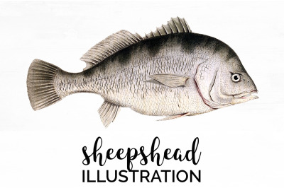 Fish Clipart