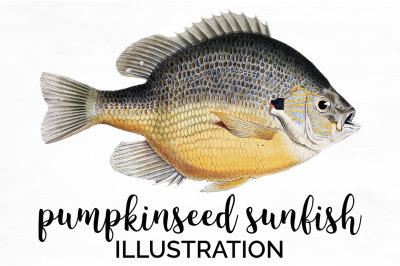 Fish Clipart