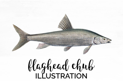 Fish Clipart