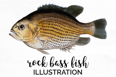 Fish Clipart