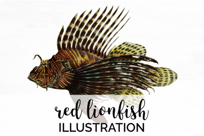 Lionfish Clipart