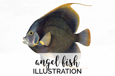 Angel Fish Clipart