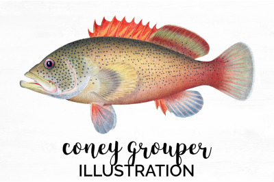 Grouper Fish Clipart