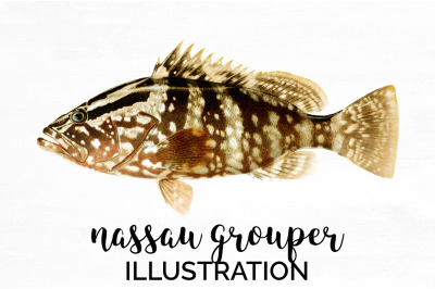 Grouper Fish Clipart